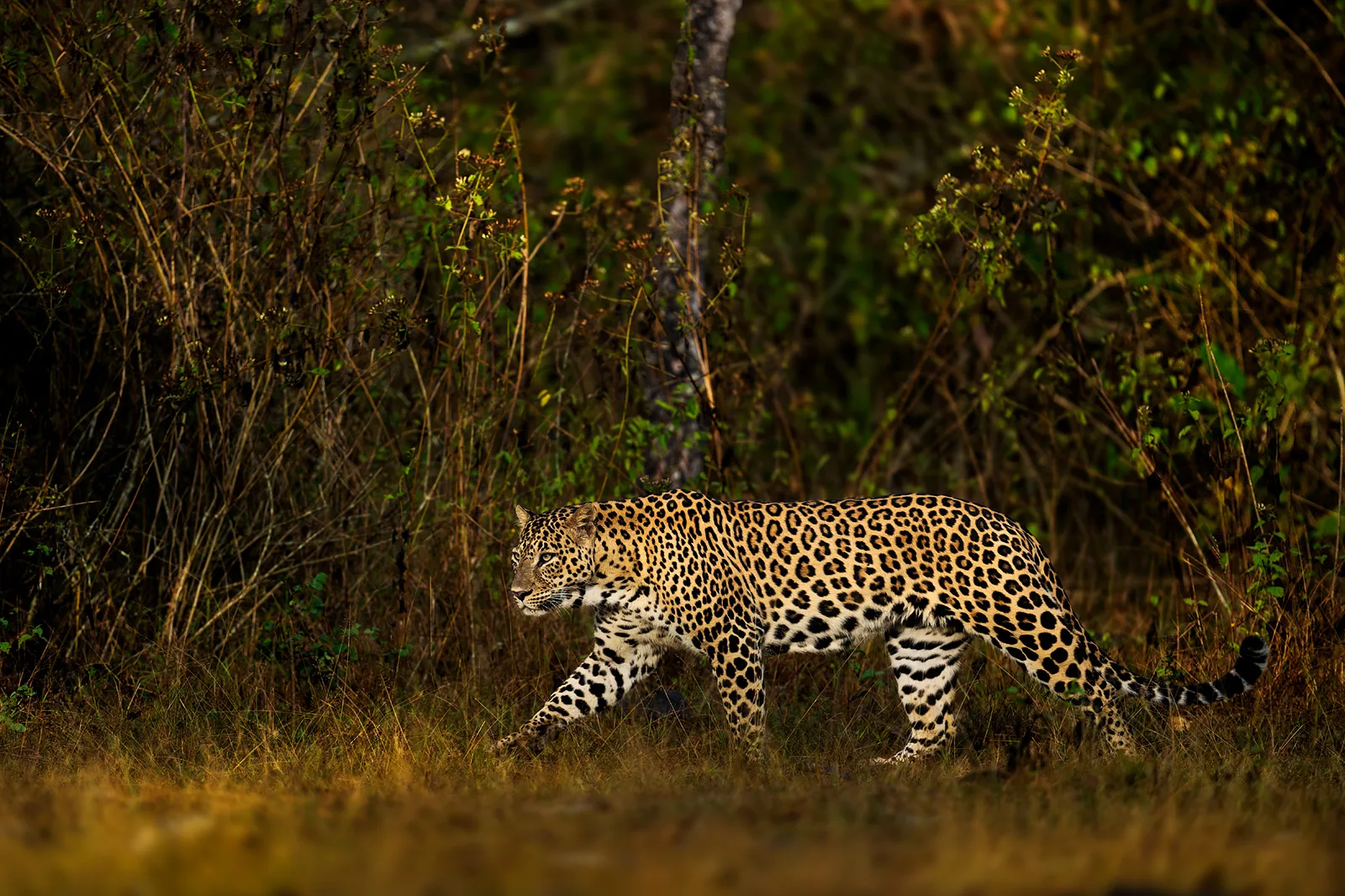 Nikon NIKKOR Z 400mm f2.8 TC VR S lens review 3.jpg