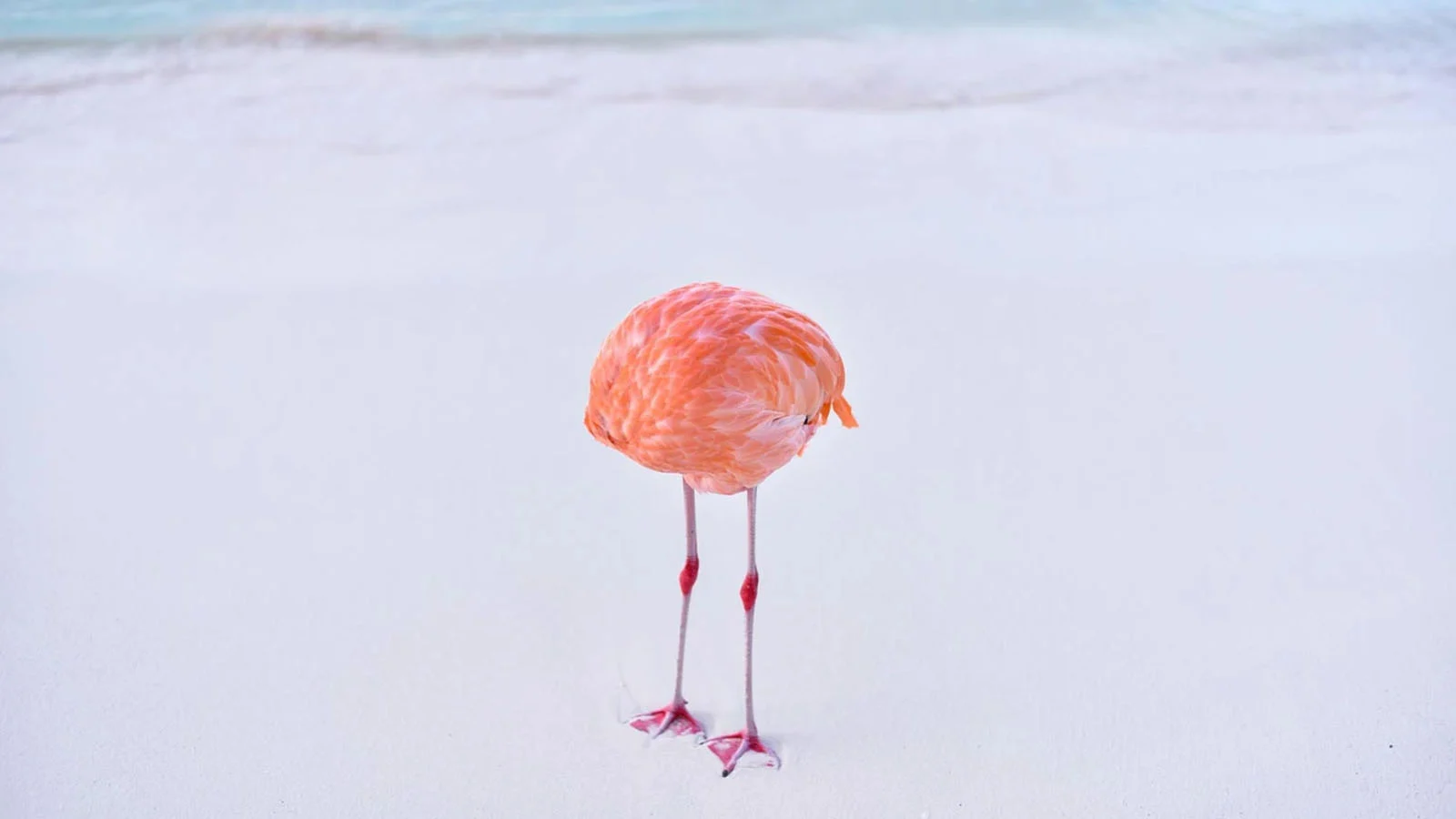 flamingone